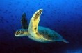 /album/endangered-animals/loggerhead-turtle-jpg/